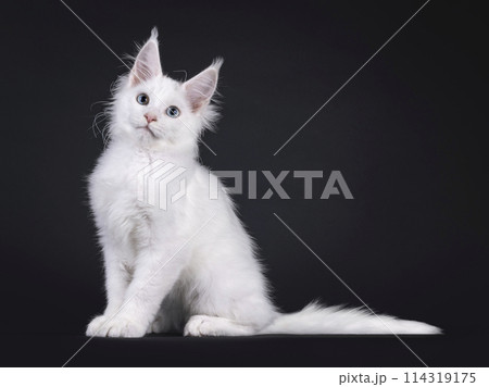 Maine Coon cat kitten on black background Maine Coon cat kitten on black background 114319175