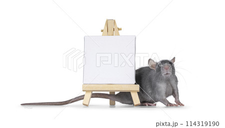 Rat with painters easel on white 114319190