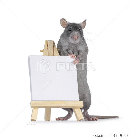 Rat with painters easel on white Rat with painters easel on white 114319198