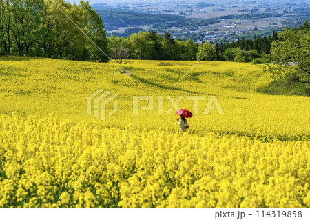 初夏に咲く菜の花　三ノ倉高原の花畑　福島県喜多方市 114319858