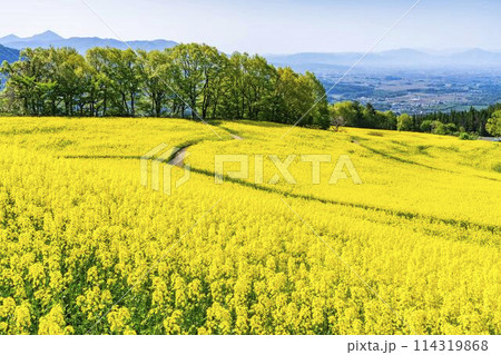 初夏に咲く菜の花 三ノ倉高原の花畑 福島県喜多方市 初夏に咲く菜の花 三ノ倉高原の花畑 福島県喜多方市 114319868