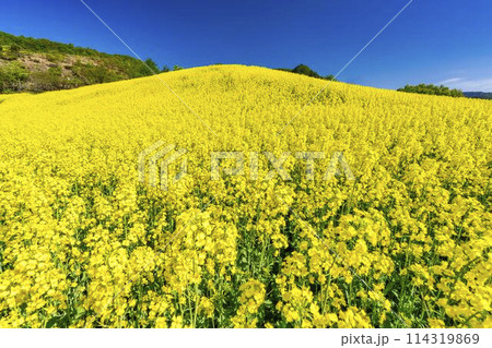 初夏に咲く菜の花　三ノ倉高原の花畑　福島県喜多方市 114319869