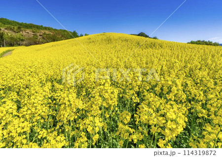 初夏に咲く菜の花　三ノ倉高原の花畑　福島県喜多方市 114319872