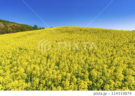 初夏に咲く菜の花　三ノ倉高原の花畑　福島県喜多方市 114319874