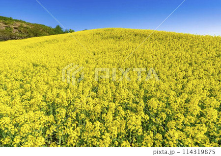 初夏に咲く菜の花　三ノ倉高原の花畑　福島県喜多方市 114319875