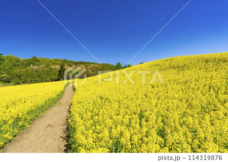 初夏に咲く菜の花　三ノ倉高原の花畑　福島県喜多方市 114319876