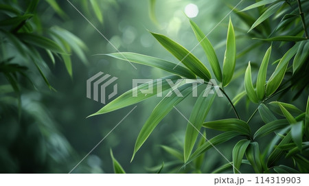 Close Up of a Green Leafy Plant 114319903