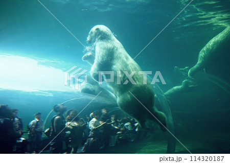 札幌市円山動物園 ホッキョクグマ館 札幌市円山動物園 ホッキョクグマ館 114320187