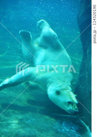 札幌市円山動物園　ホッキョクグマ館 114320190