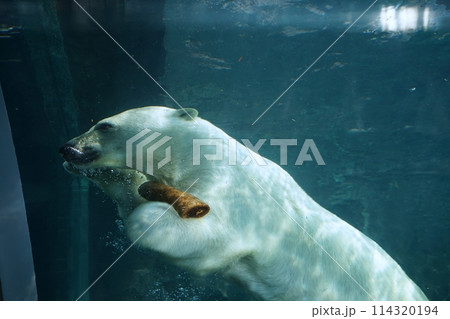 札幌市円山動物園 ホッキョクグマ館 札幌市円山動物園 ホッキョクグマ館 114320194