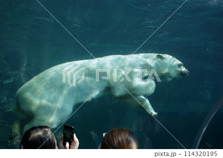 札幌市円山動物園 ホッキョクグマ館 札幌市円山動物園 ホッキョクグマ館 114320195