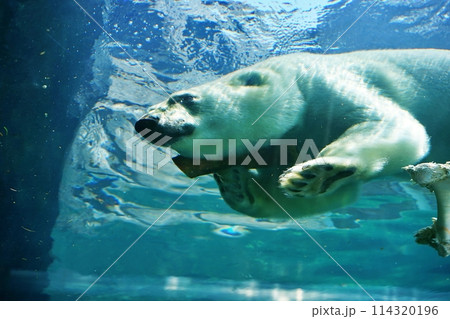 札幌市円山動物園 ホッキョクグマ館 札幌市円山動物園 ホッキョクグマ館 114320196