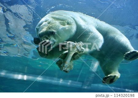 札幌市円山動物園 ホッキョクグマ館 札幌市円山動物園 ホッキョクグマ館 114320198