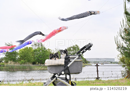 チワワとこいのぼり　埼玉県・白岡市（柴山沼） 114320219