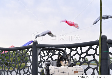 チワワとこいのぼり　埼玉県・白岡市（柴山沼） 114320220