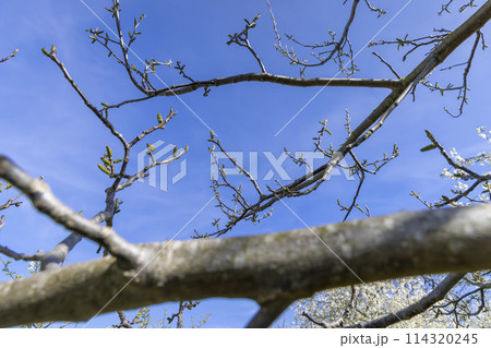 blooming walnut tree in the orchard blooming walnut tree in the orchard 114320245