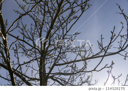 blooming walnut tree in the orchard blooming walnut tree in the orchard 114320270