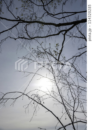 cloudy weather and birch trees with young foliage 114320285