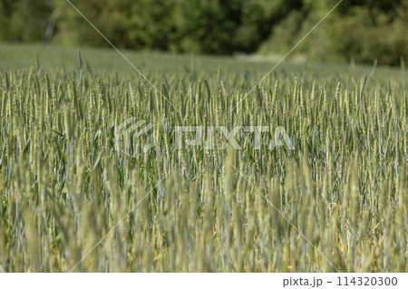 a field with green wheat in sunny weather 114320300