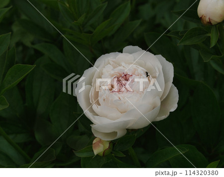 芍薬の花 芍薬の花 114320380