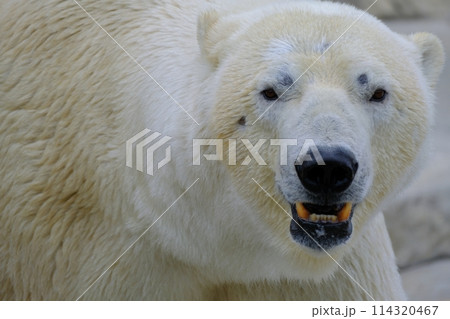 札幌市円山動物園 ホッキョクグマ 114320467