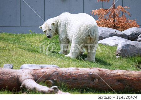 札幌市円山動物園 ホッキョクグマ館 札幌市円山動物園 ホッキョクグマ館 114320474