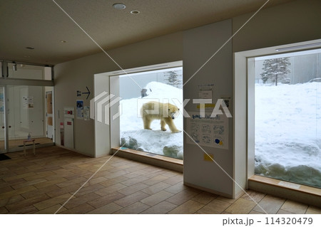 札幌市円山動物園 ホッキョクグマ館 114320479