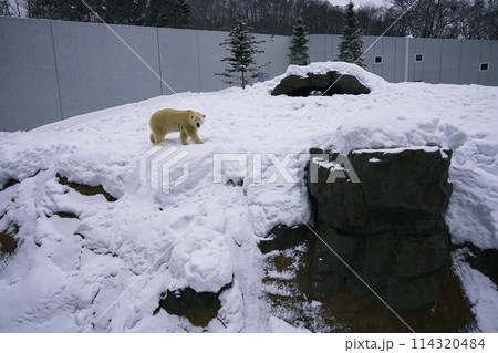 札幌市円山動物園 ホッキョクグマ館 札幌市円山動物園 ホッキョクグマ館 114320484