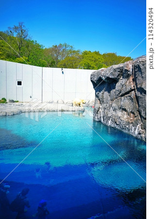 札幌市円山動物園 ホッキョクグマ館 114320494