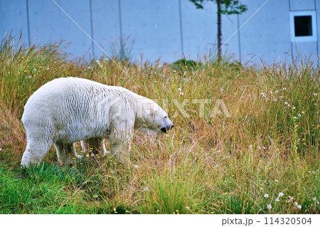 札幌市円山動物園 ホッキョクグマ館 114320504