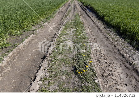 a road in a field with green wheat a road in a field with green wheat 114320712
