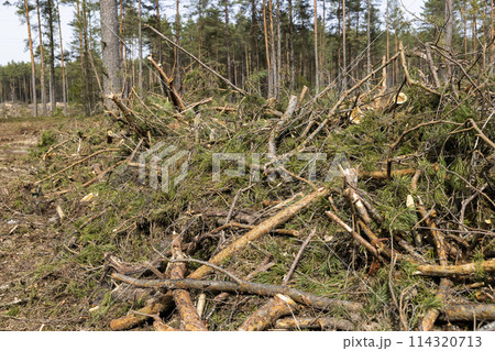 harvesting of pine wood in the forest harvesting of pine wood in the forest 114320713