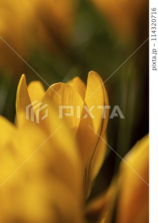 beautiful crocus flowers in close-up during flowering in spring beautiful crocus flowers in close-up during flowering in spring 114320716