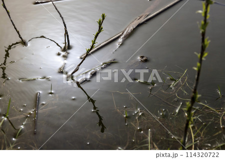 toads in the water at dusk in the lake 114320722