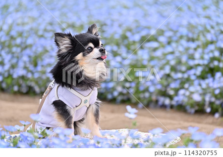ロングコートチワワと満開のネモフィラ畑 114320755