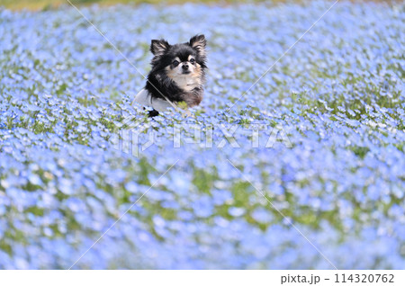 ロングコートチワワと満開のネモフィラ畑 ロングコートチワワと満開のネモフィラ畑 114320762
