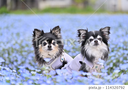 2匹のロングコートチワワと満開のネモフィラ畑 2匹のロングコートチワワと満開のネモフィラ畑 114320792