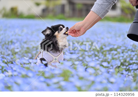 満開のネモフィラ畑の中　愛犬と散歩する飼い主　ロングコートチワワ　 114320956