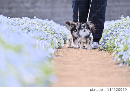 満開のネモフィラ畑の中 愛犬と散歩する飼い主 ロングコートチワワ 満開のネモフィラ畑の中 愛犬と散歩する飼い主 ロングコートチワワ 114320959