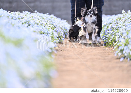 満開のネモフィラ畑の中 愛犬と散歩する飼い主 ロングコートチワワ  満開のネモフィラ畑の中 愛犬と散歩する飼い主 ロングコートチワワ  114320960