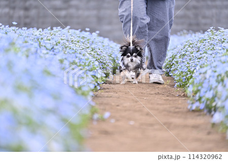 満開のネモフィラ畑の中　愛犬と散歩する飼い主　ロングコートチワワ　 114320962