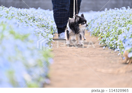 満開のネモフィラ畑の中　愛犬と散歩する飼い主　ロングコートチワワ　 114320965