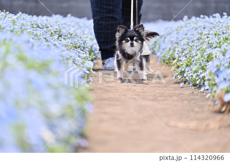 満開のネモフィラ畑の中　愛犬と散歩する飼い主　ロングコートチワワ　 114320966