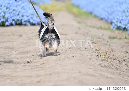満開のネモフィラ畑の中　愛犬と散歩する飼い主　ロングコートチワワ　 114320968