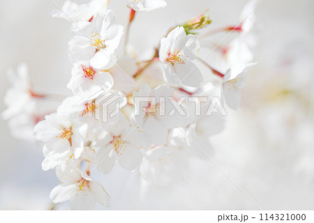 桜のアップ 114321000
