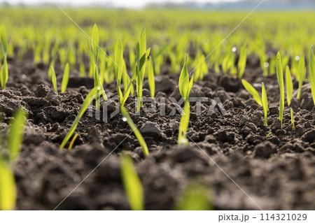 a field with a new crop of rye in Europe 114321029
