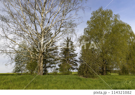 cloudy weather and birch trees with young foliage cloudy weather and birch trees with young foliage 114321082