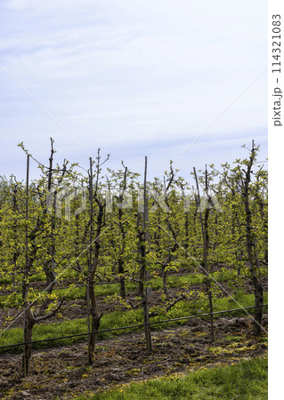 apple trees in the orchard in cloudy weather 114321083