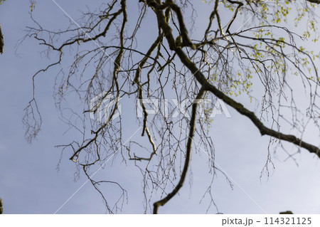 cloudy weather and birch trees with young foliage cloudy weather and birch trees with young foliage 114321125