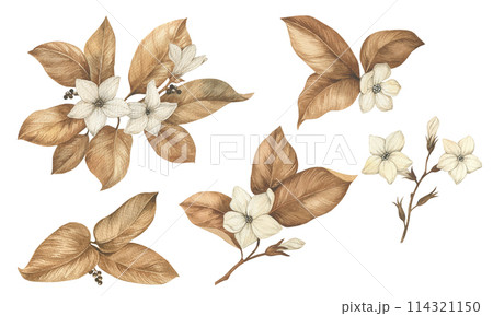 Watercolor flower set. Dried sepia hand drawn flowers and leaves. Tobacco flowers Elements for cards, invitations, packaging. 114321150